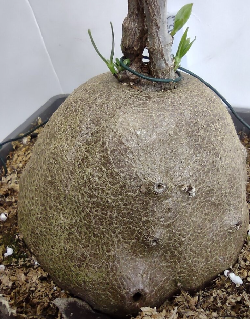 Hydnophytum dentrecastense 4 Pieces Seeds
