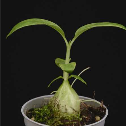 Hydnophytum radicans 4 Pieces Seeds