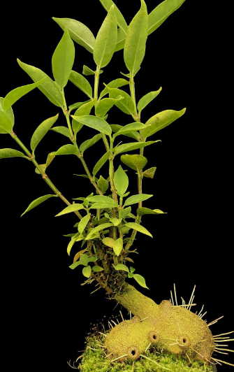Hydnophytum sp. 'Roundish Caudex' 4 Pieces Seeds