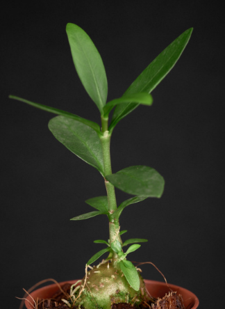 Hydnophytum sp. 'Flat Caudex' 4 Pieces Seeds