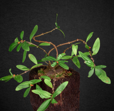 Hydnophytum sp. 'Flat Caudex' 4 Pieces Seeds