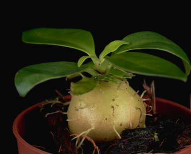 Anthorrhiza recurvispina 6 Pieces Seeds
