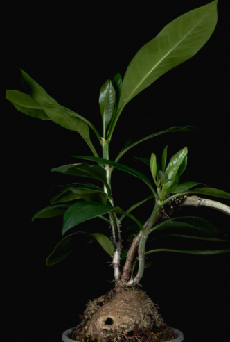 Anthorrhiza recurvispina 6 Pieces Seeds