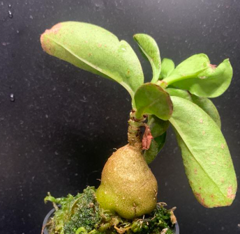 Anthorrhiza bracteosa 6 Pieces Seeds