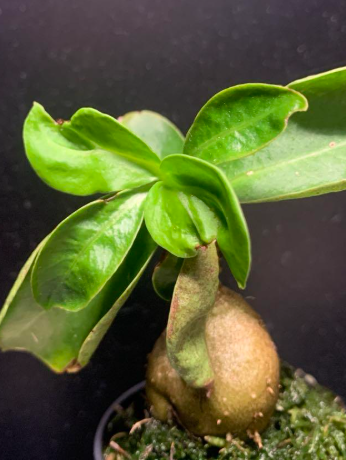 Anthorrhiza bracteosa 6 Pieces Seeds