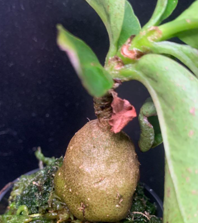 Anthorrhiza bracteosa 6 Pieces Seeds