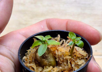 Hydnophytum sp. (ameba tuber) 5 Pieces Seeds