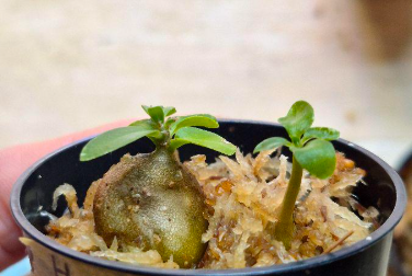 Hydnophytum sp. (ameba tuber) 5 Pieces Seeds