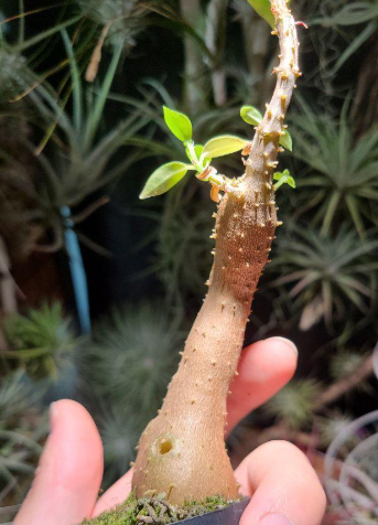 Hydnophytum spec. (roundish caudex) wondiwoi, irian jawa 5 Pieces Seeds