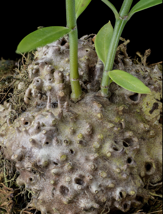 Hydnophytum spec. Timika 5 Pieces Seeds