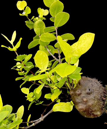 Squamellaria kajewskii 5 Pieces Seeds