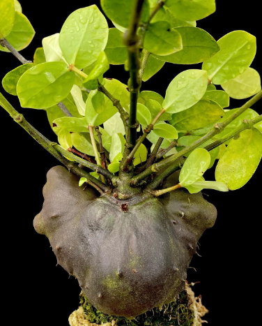Squamellaria kajewskii 5 Pieces Seeds