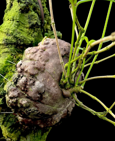 Hydnophytum kebarense 5 Pieces Seeds