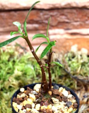 Hydnophytum ramispinum 5 Pieces Seeds