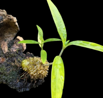 Hydnophytum sp. aff. reevii  5 Pieces Seeds