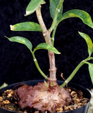 Hydnophytum simplex 5 Pieces Seeds