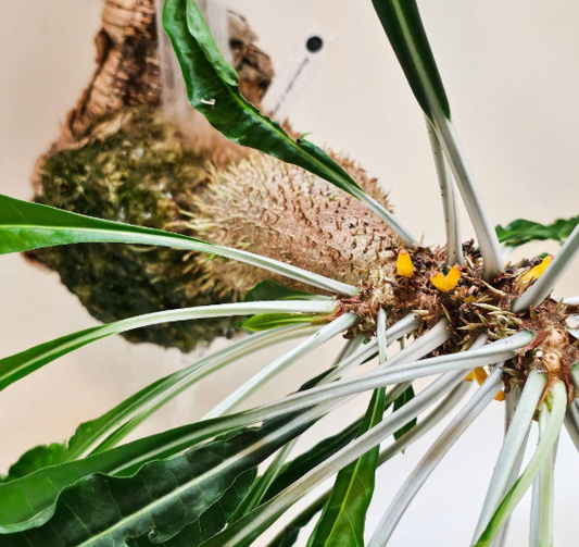 Myrmecodia alata 7 Pieces Seeds