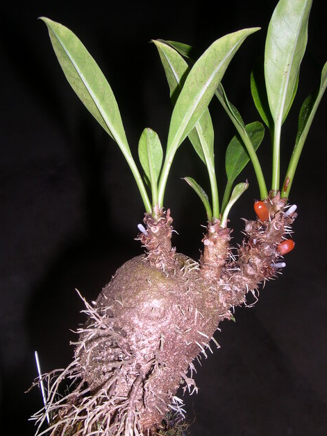 Myrmecodia albertisii 7 Pieces Seeds