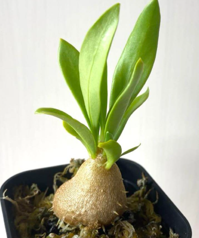 Myrmecodia beccarii 7 Pieces Seeds