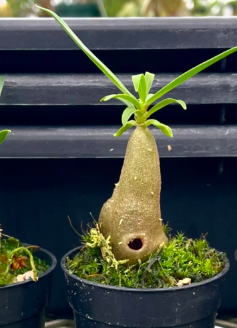 Myrmecodia archboldiana 7 Pieces Seeds