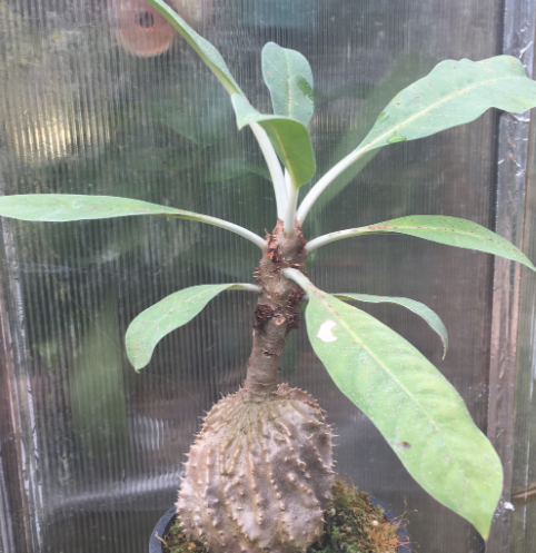 Myrmecodia armata 7 Pieces Seeds