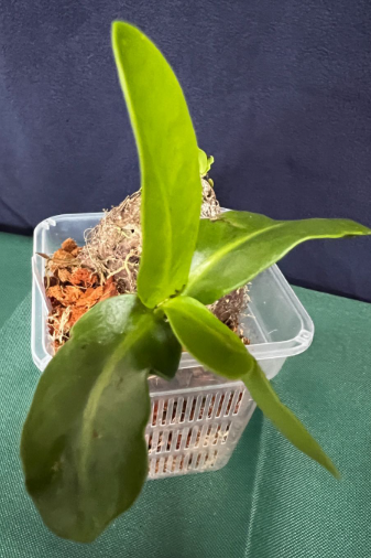 Myrmecodia sp. Wild 7 Pieces Seeds