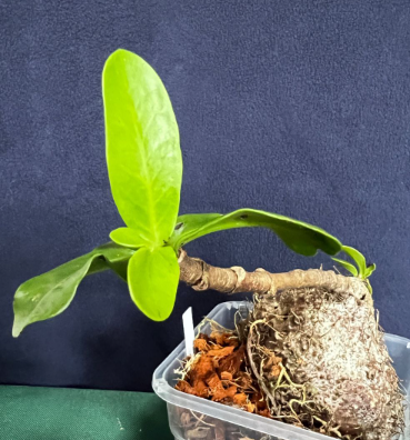 Myrmecodia sp. Wild 7 Pieces Seeds