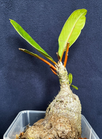 Myrmecodia sp. red 7 Pieces Seeds