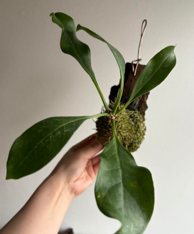 Myrmecodia tuberosa "papuana" 7 Pieces Seeds
