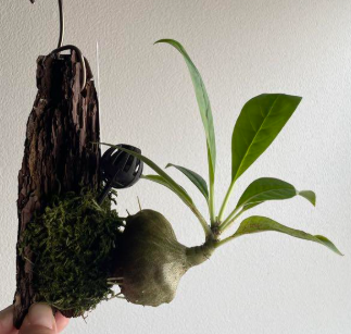 Myrmecodia sp. Bukidnon Mindanao  7 Pieces Seeds