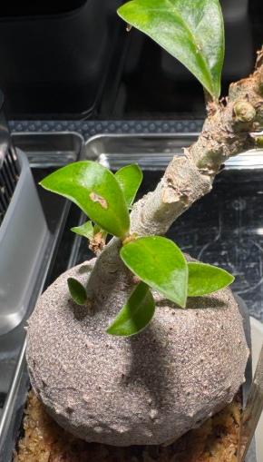 Myrmecodia spec. nov. irian jaya 7 Pieces Seeds