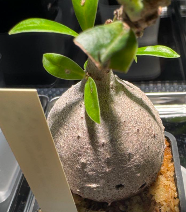 Myrmecodia spec. nov. irian jaya 7 Pieces Seeds