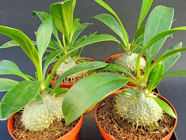 Myrmecodia echinata 5 Pieces Seeds