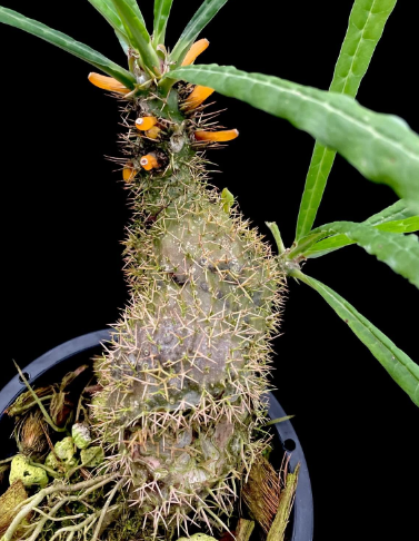 Myrmecodia erinacea 5 Pieces Seeds