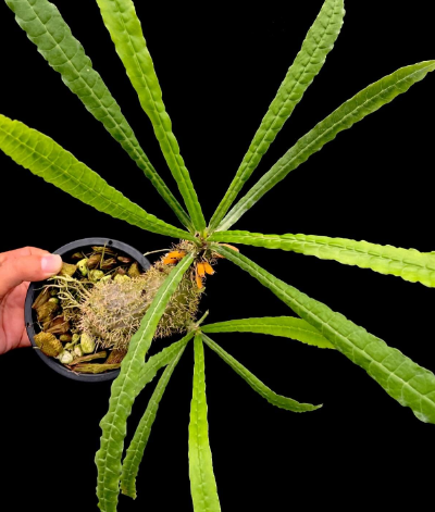 Myrmecodia erinacea 5 Pieces Seeds