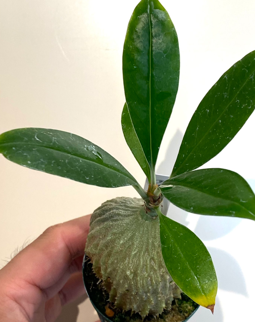 Myrmecodia ferox 5 Pieces Seeds