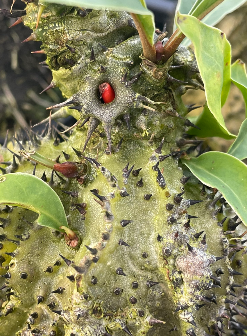 Myrmecodia horrida 5 Pieces Seeds