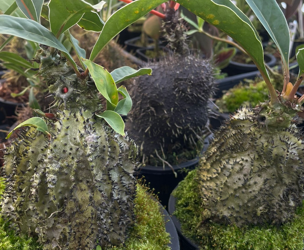 Myrmecodia horrida 5 Pieces Seeds