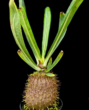 Myrmecodia lamii 5 Pieces Seeds