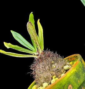 Myrmecodia lamii 5 Pieces Seeds