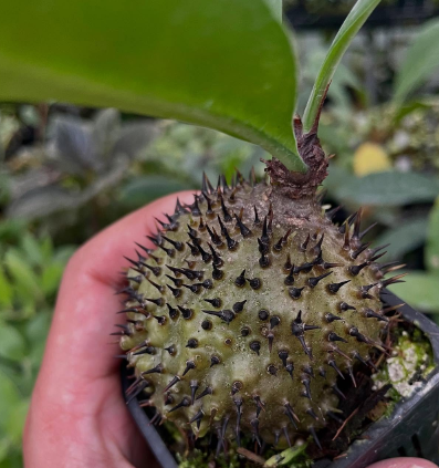 Myrmecodia melanacantha 6 Pieces Seeds