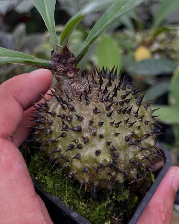 Myrmecodia melanacantha 6 Pieces Seeds