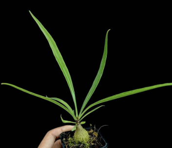 Myrmecodia oblongata 6 Pieces Seeds