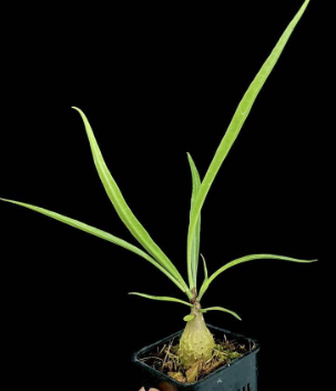 Myrmecodia oblongata 6 Pieces Seeds