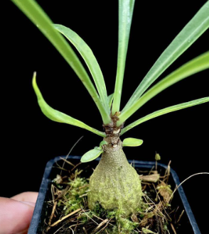 Myrmecodia oblongata 6 Pieces Seeds