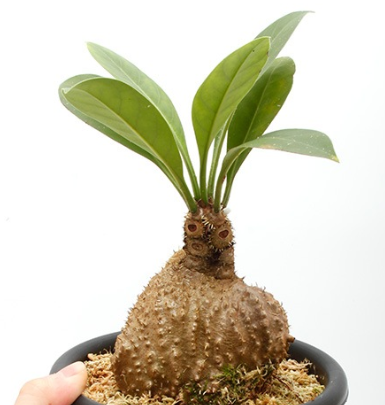 Myrmecodia platytyrea 6 Pieces Seeds