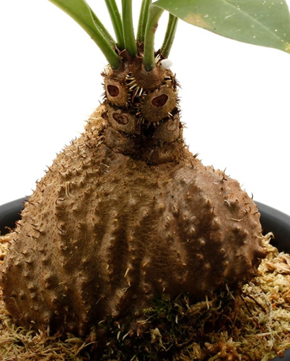 Myrmecodia platytyrea 6 Pieces Seeds