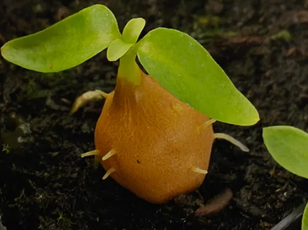 Myrmecodia schlechteri 6 Pieces Seeds