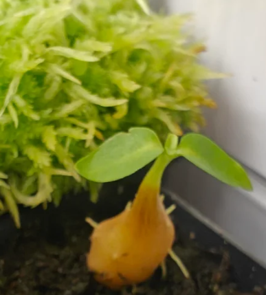 Myrmecodia schlechteri 6 Pieces Seeds