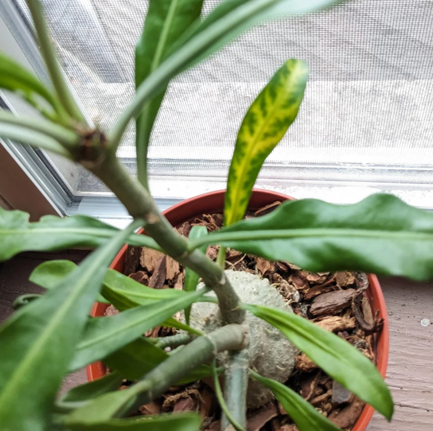 Myrmephytum selebicum 6 Pieces Seeds